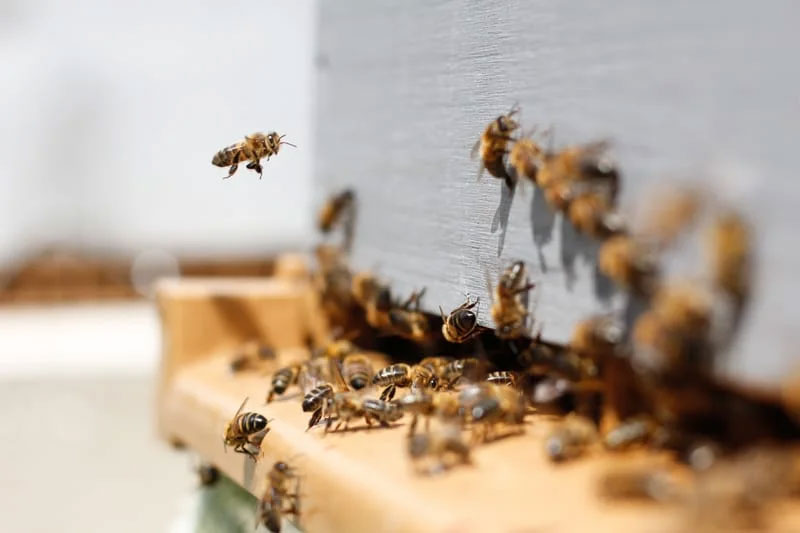 bienen-klimaanlagen